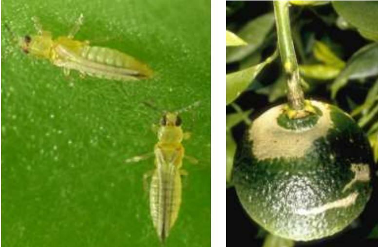Nueva amenaza para los cítricos. Scirtothrips Aurantii