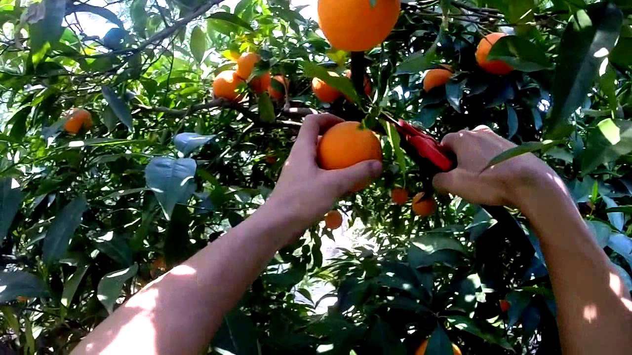 cooperativas agroalimentarias abandonan Intercitrus