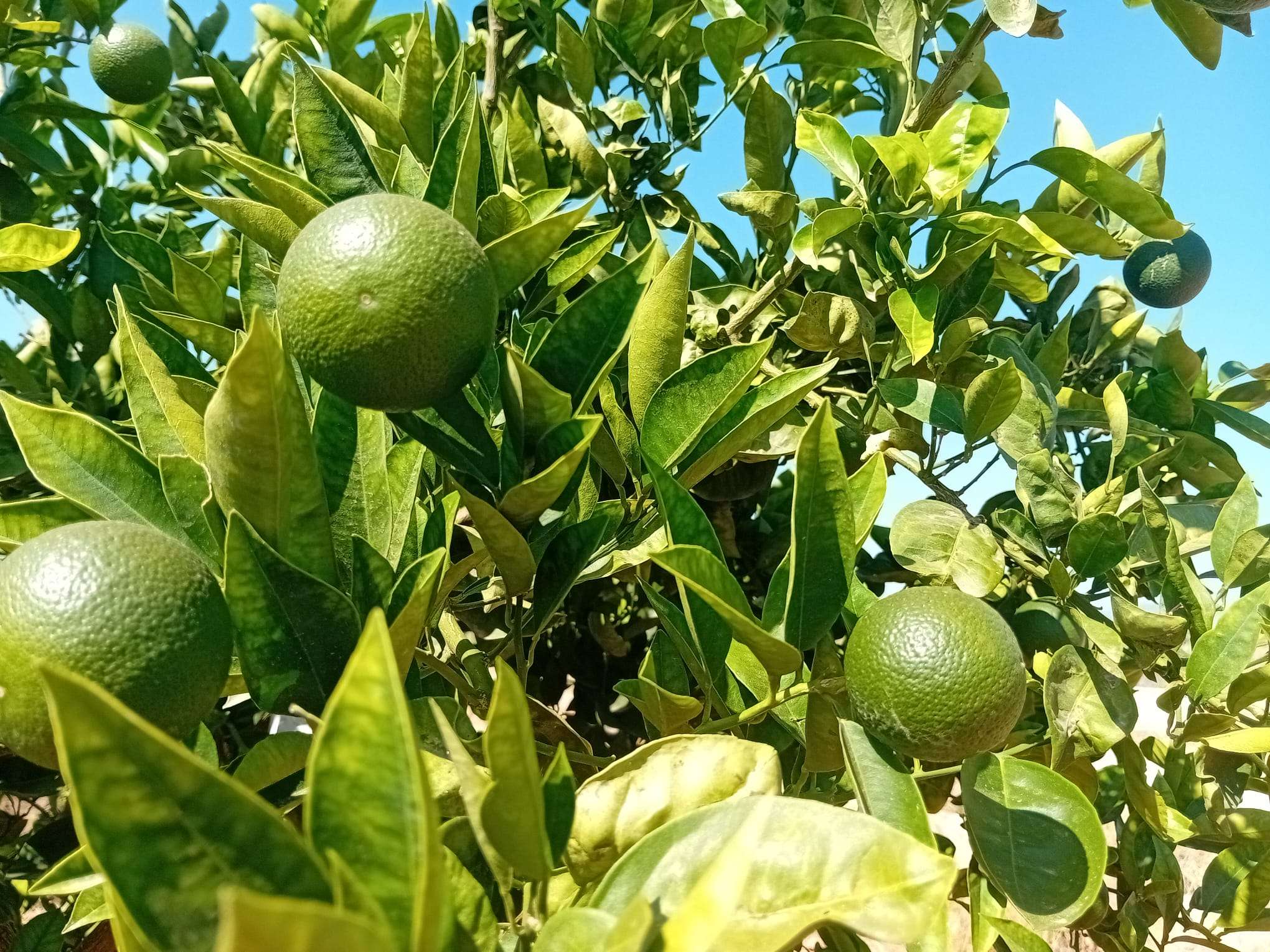 previsión campaña citricos