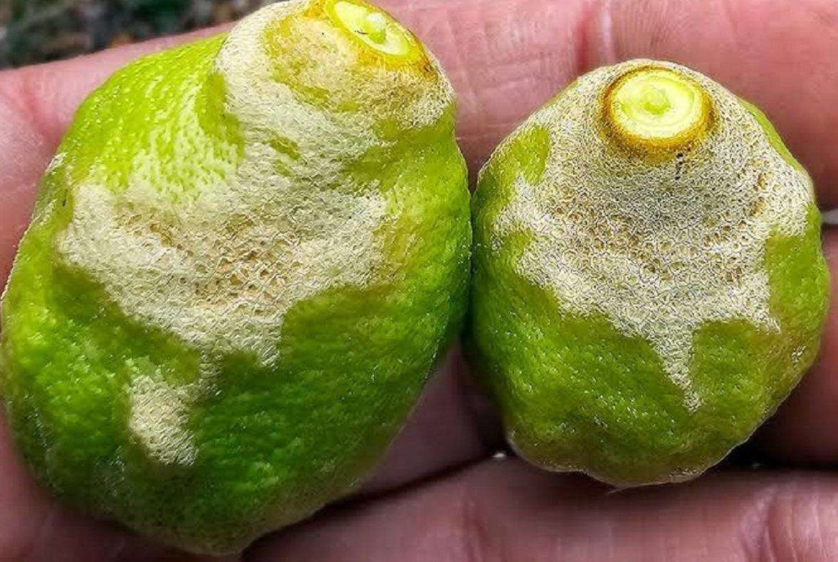 plaga en citricos