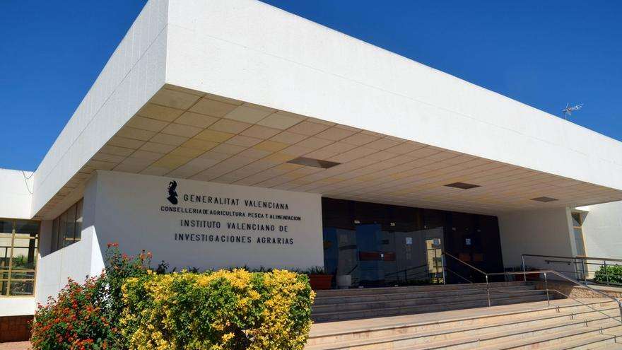 El IVIA presenta una estrategia para combatir el Scirtothrips