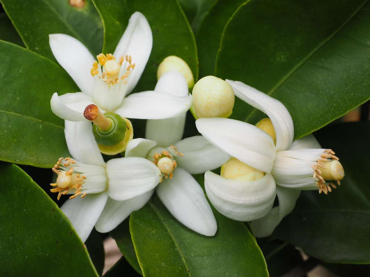 de la flor del azahar al zumo.