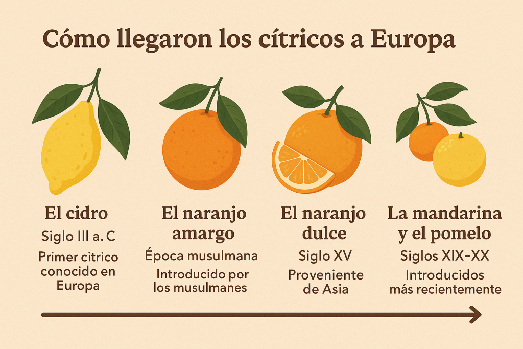 Los primeros cítricos en Europa