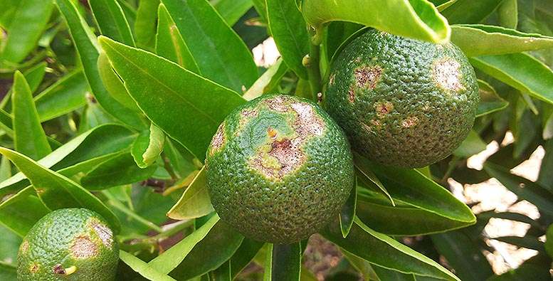 consecuencias de la tormenta y pedrisco.