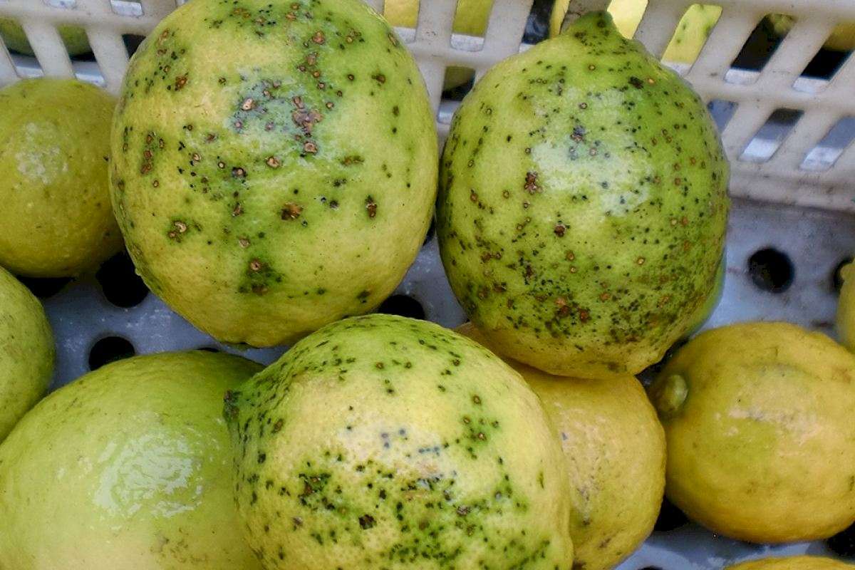 limones mancha negra