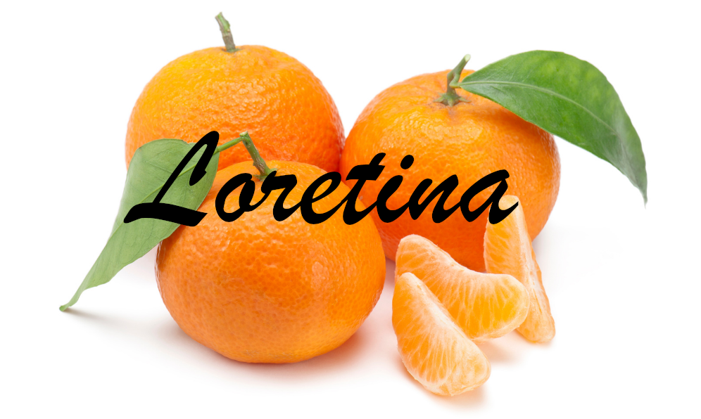 Loretina