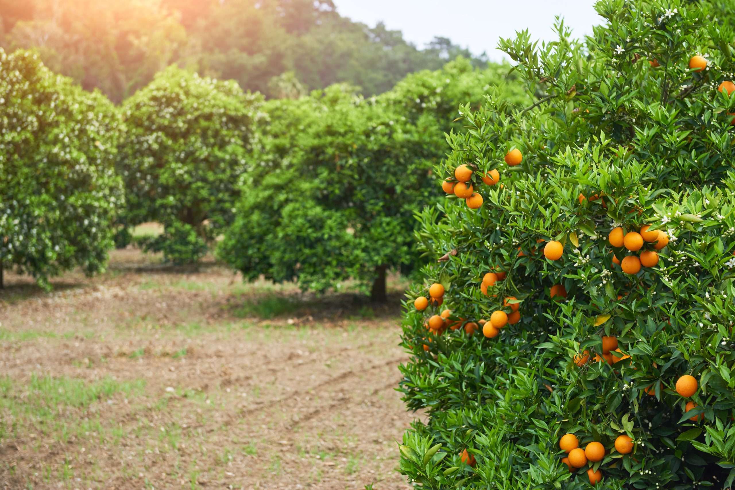 Naranjas y salud