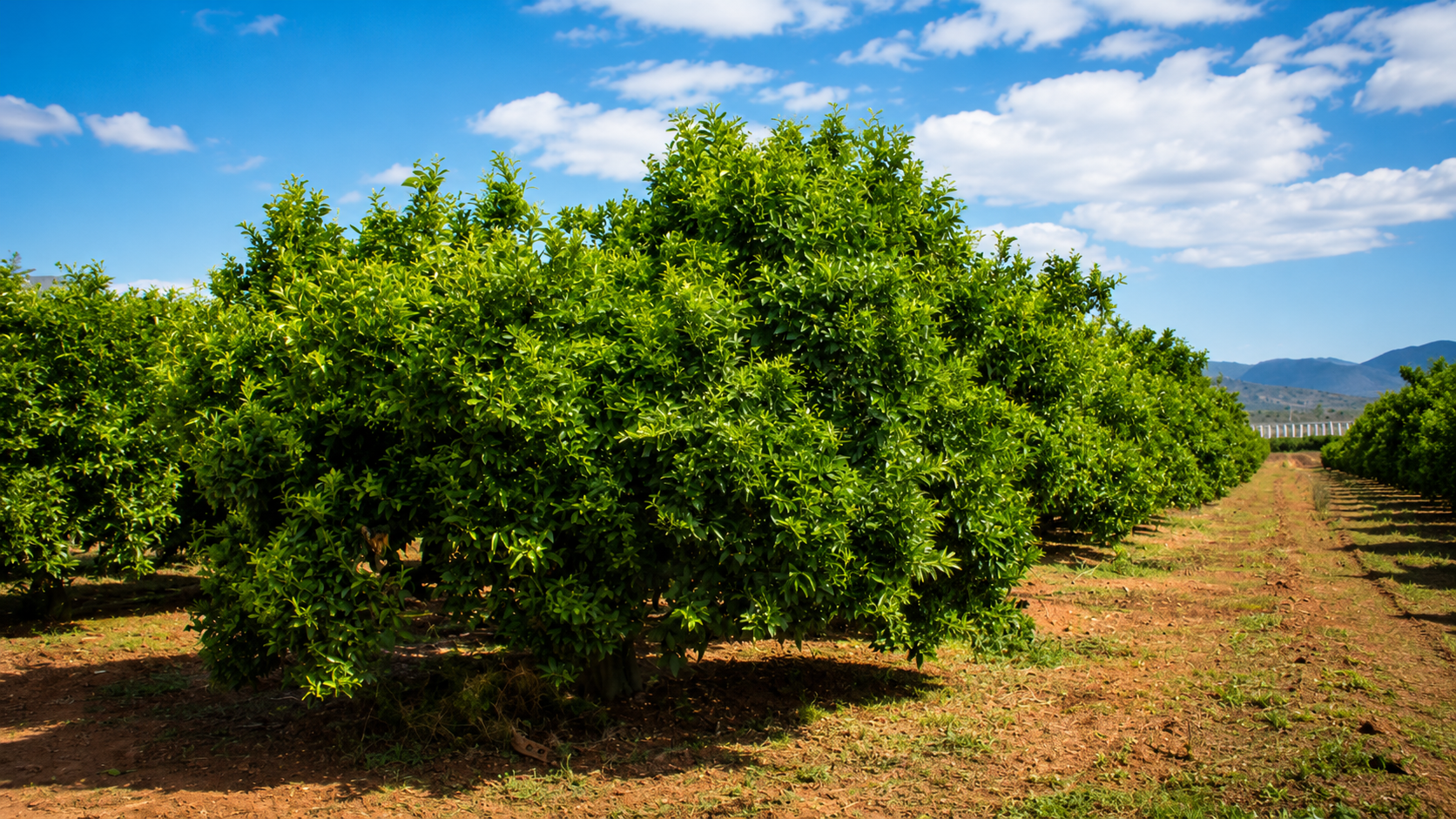 Campo de naranjos valenciano