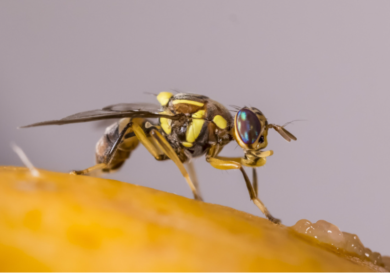 mosca oriental de la fruta