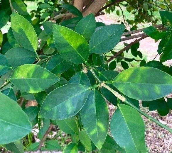 clorosis nervial amarilla